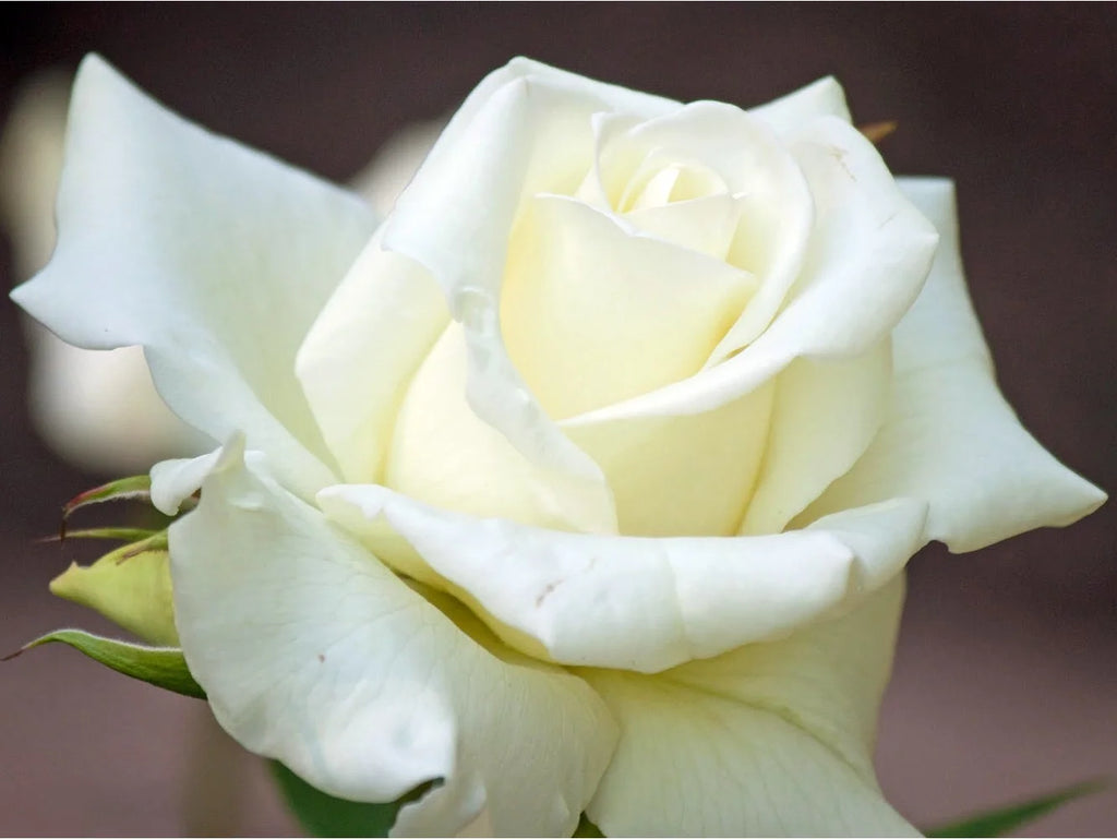 Hybrid Tea Rose Bush Bareroot G882