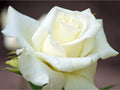 Hybrid Tea Rose Bush Bareroot G882