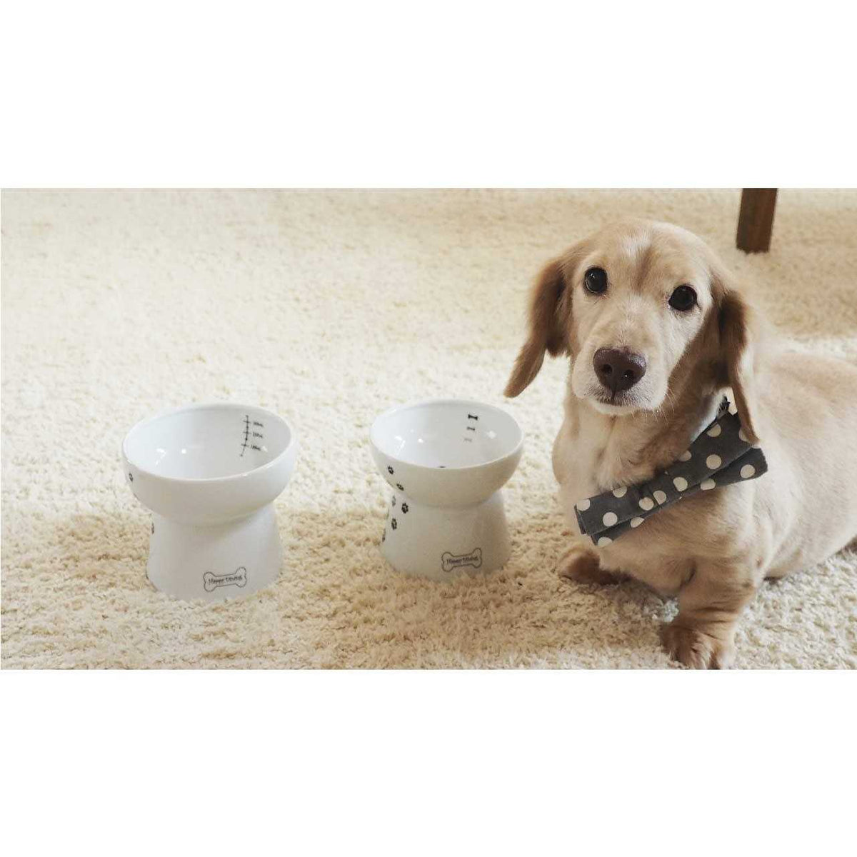 Raised Dog Food Bowl S501574