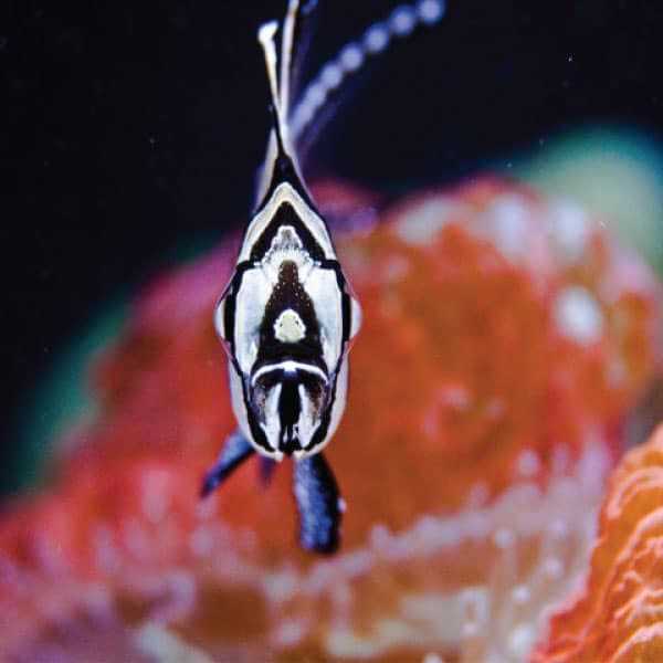Orbit Marine Aquarium LED Light X400