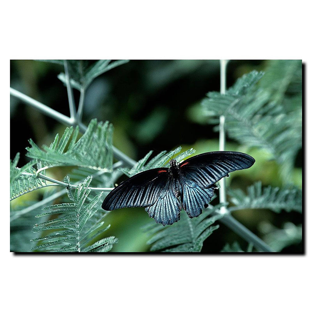 Tropical Butterfly Canvas Art W930