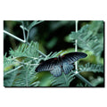 Tropical Butterfly Canvas Art W930
