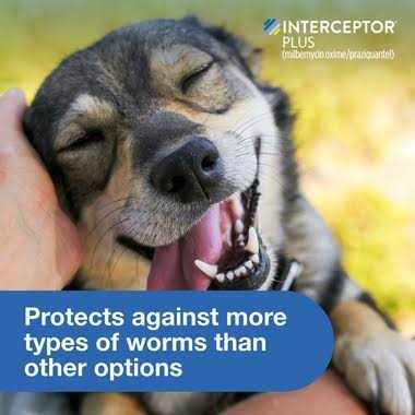 Interceptor Plus for Dogs C229