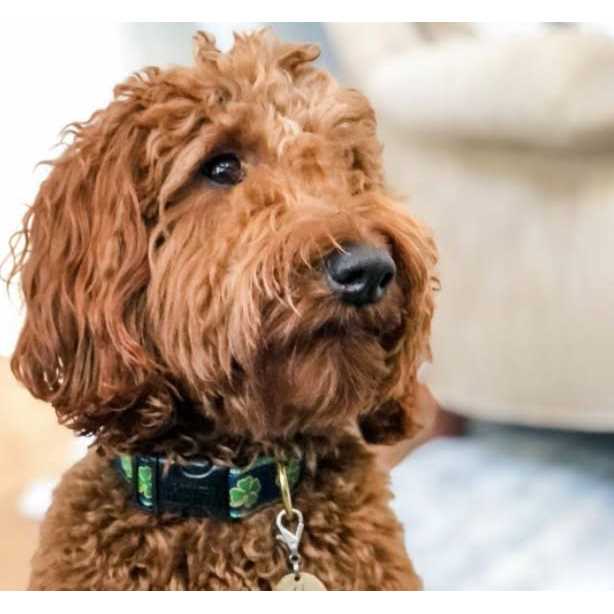 Shamrock Dog Collar A29118