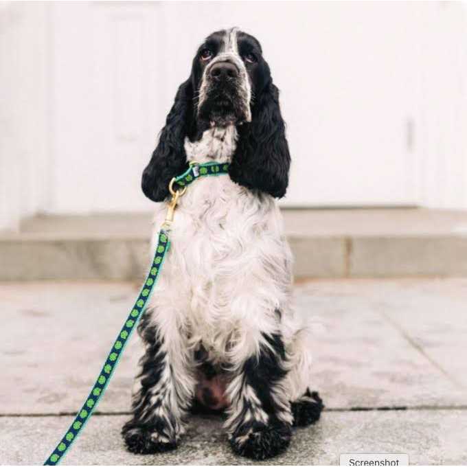 Shamrock Dog Collar A29118